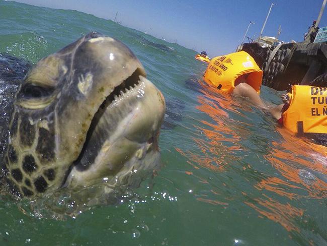 Las Tortuguitas Bungalows Los Órganos エクステリア 写真